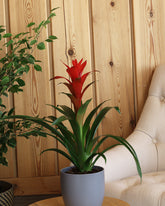 نبتة قوزمينيا بزهور حمراء حوض سيراميك رمادي داكن